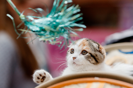 Lop-eared scottish cat play in tinsel toyの写真素材