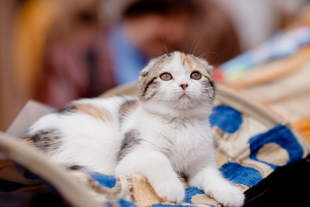exhibition show of cats is lop-eared white, brown, long coatの写真素材