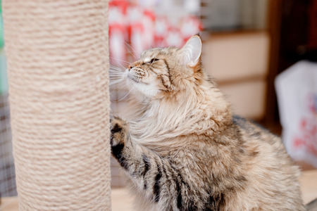 Close-up of Siberian cat without Persian admixture, long coat, brown earth color.の写真素材