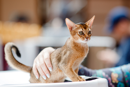 abyssinian cat plays with toy long ears and short hairの写真素材