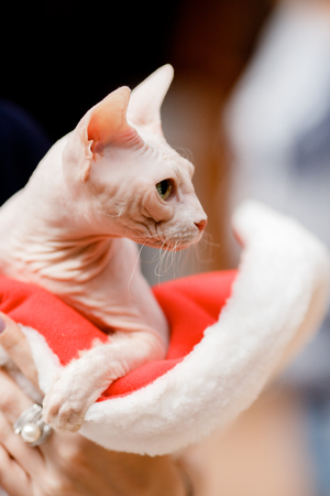 Bald cat of Sphynx breed in dark backgroundの写真素材
