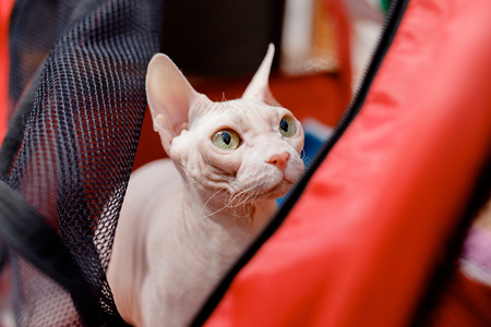 Cat is in cage for transportation and storage in shelter, airport, travel.の写真素材