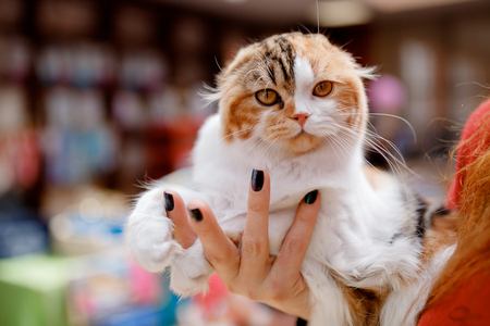 exhibition show of cats is lop-eared white, brown, long coatの写真素材