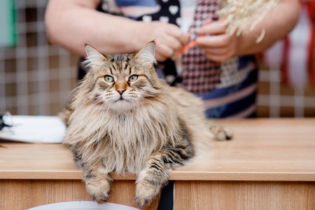 Close-up of Siberian cat without Persian admixture, long coat, brown earth colo reception with a veterinarianr.の写真素材