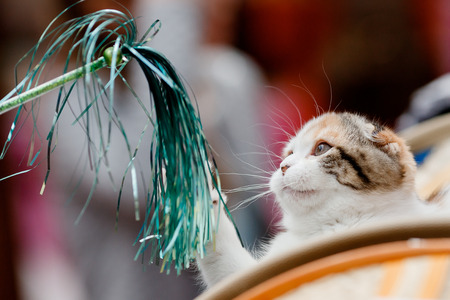 Lop-eared scottish cat play in tinsel toyの写真素材