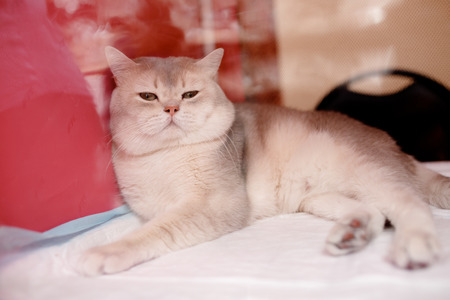 Cat is in cage for transportation and storage in shelter, airport, travel.の写真素材