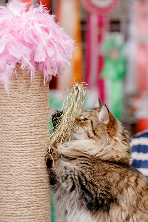 cat grinds the claws on toy softの写真素材