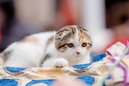 Exhibition show of cats is lop-eared white, brown, long coatの写真素材