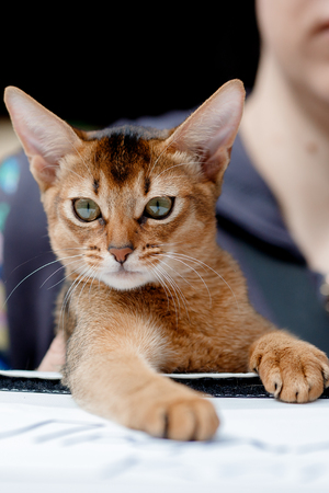 abyssinian cat plays with toy long ears and short hairの写真素材