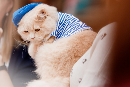 Cat in carnival costume for show exhibition of animalsの写真素材