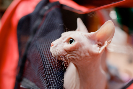 Cat is in cage for transportation and storage in shelter, airport, travel.の写真素材