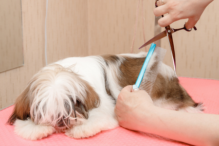 Woman groomer haircut wool dog hair in salon, holds scissors and comb.の写真素材