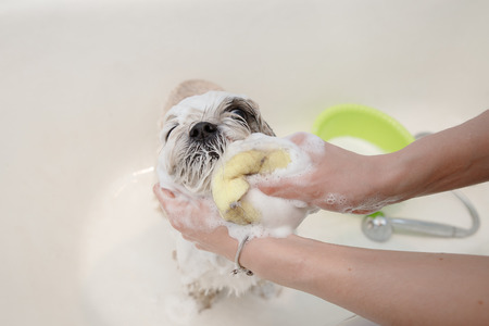 Shih tzu dog is bathed after walk, hair is cutの写真素材
