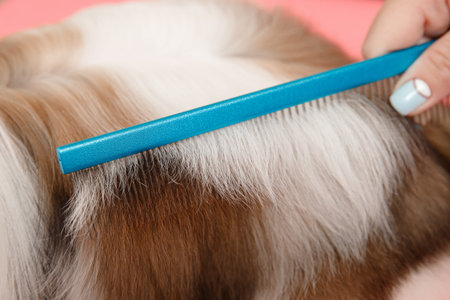 Woman groomer combing dog Shih tzu with wool comb, concept moulting, spring, washing hair