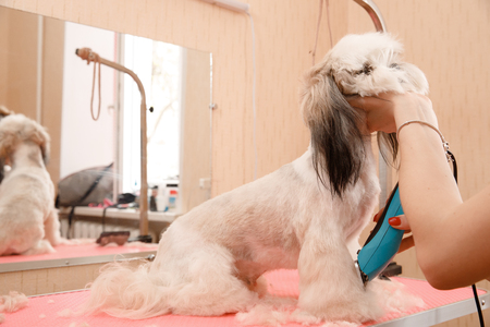 Woman groomer haircut wool dog hair in salon.の写真素材