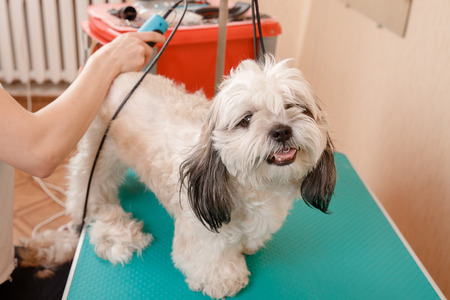 Dog on haircut in specialized hairdresser groomer Shih tzu shear woolの写真素材