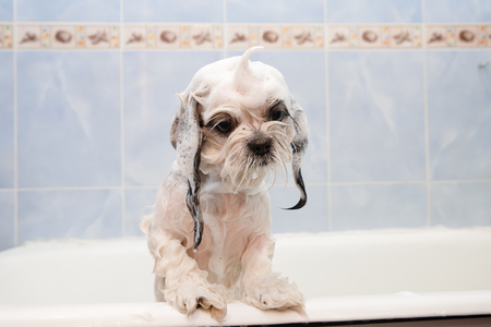 Shih tzu is taking shower at home. Happiness dog bath, foam on woolの写真素材