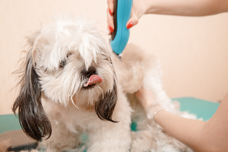 Woman groomer shears dog from excess wool haircut pet, Hands holding trimmerの写真素材