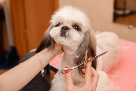 Cut process. Small Shih tzu sits on table while being haircut by professional.の写真素材