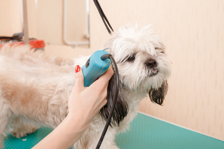 Closeup haircute dog grooming. Concept Shih tzu shear wool with machine and scissorsの写真素材
