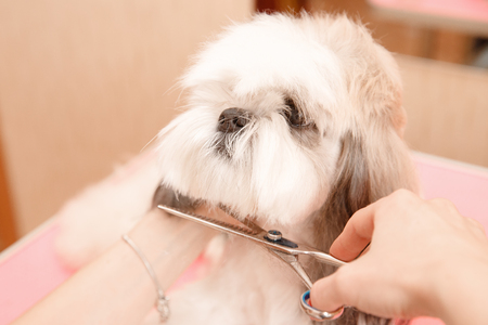 Woman groomer holding scissors above dogs head, cut Shih tzu hairの写真素材