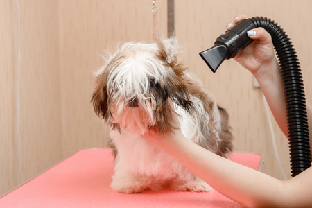 Woman groomer brushing Shih Tzu at dog salon.の写真素材