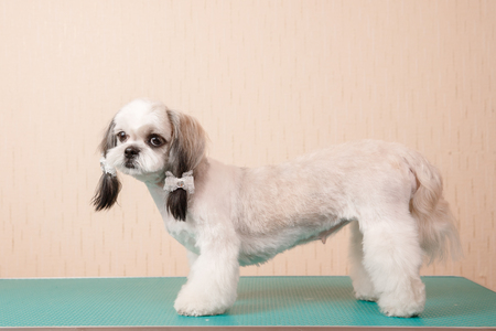 Closeup haircute dog grooming. Concept before and after Shih tzu shearの写真素材