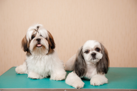 Shih tzu puppy dog sits on groomer table with hairpin adornment on his headの写真素材