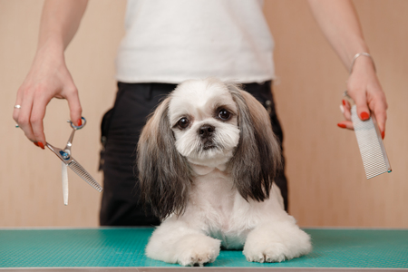 Woman groomer haircut Shih Tzu at dog puppy salon.の写真素材