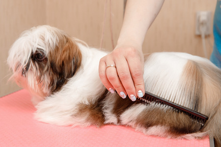 Woman groomer combing dog Shih tzu with wool comb, concept moulting, spring, washing hairの写真素材