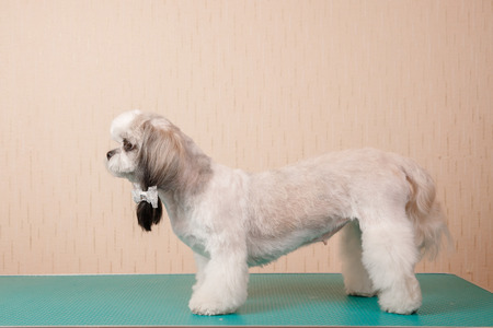 Closeup haircute dog grooming. Concept before and after Shih tzu shearの写真素材