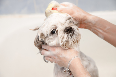Shih tzu is taking shower at home. Happiness dog bath, foam on woolの写真素材