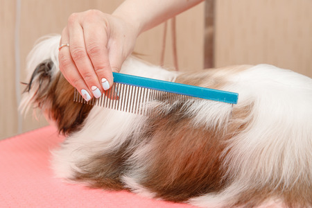 Woman groomer combing dog Shih tzu with wool comb, concept moulting, spring, washing hairの写真素材