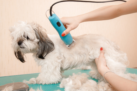 Closeup haircute dog grooming. Concept Shih tzu shear wool with machine and scissorsの写真素材