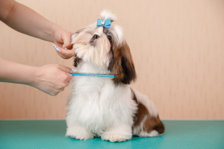 Closeup haircute dog grooming. Concept before and after Shih tzu shearの写真素材