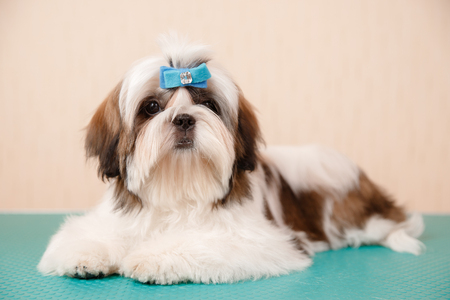 Shih tzu puppy dog sits on groomer table with hairpin adornment on his headの写真素材