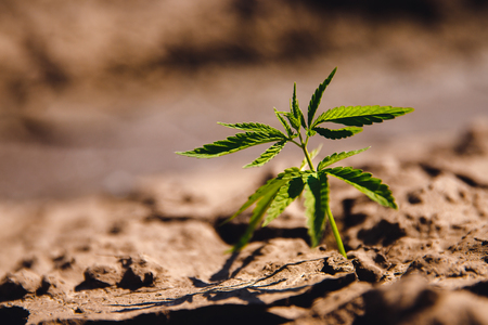 marijuana Hemp cannabis grows on dry soil, cracked from sacks.の写真素材