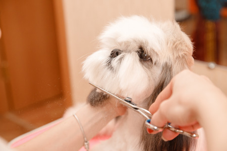 Woman groomer haircut wool dog hair in salon.の写真素材