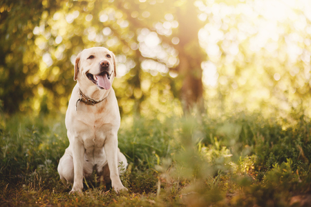 Happy dog labrador retriever smiling in park outside, in background summer and sun.の写真素材