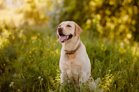 Dog labrador retriever playing outside smile in green parkの写真素材