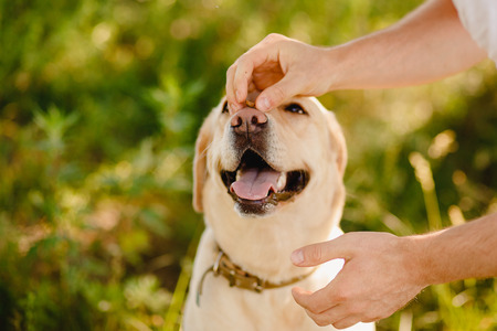 Dog labrador is waiting for food on nose, man Owner is training. Concept cynologist.の写真素材