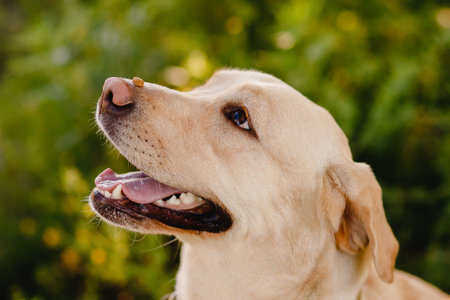Dog labrador is waiting for food on nose, man Owner is training. Concept cynologist.の写真素材