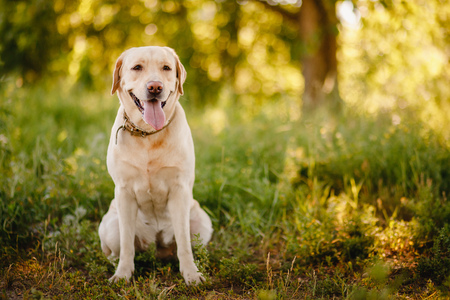 Dog labrador retriever playing outside smile in green parkの写真素材