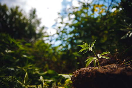 Cannabis plantation in sunlight. Bush green marijuanaの写真素材