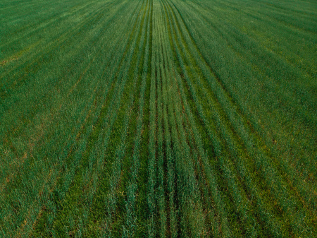 Field in farm is sown with barley, buckwheat, wheat, plowed land for planting crop. Aerial photography, top view.の写真素材