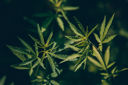 Bush green marijuana cannabis on blurred background.の写真素材