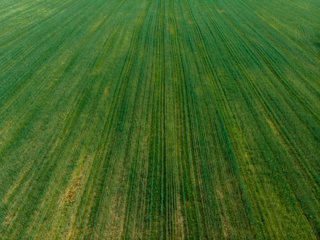 Field in farm is sown with barley, buckwheat, wheat, plowed land for planting crop. Aerial photography, top view.の写真素材