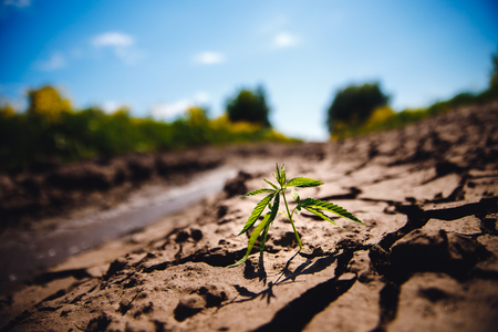 marijuana Hemp cannabis grows on dry soil, cracked from sacks.の写真素材