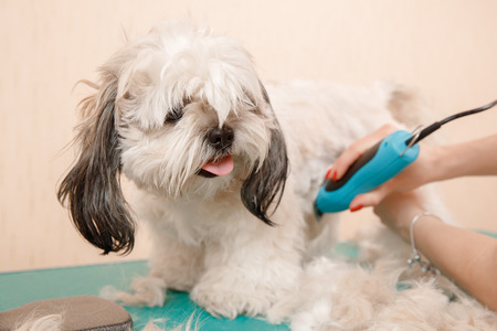 Dog on haircut in specialized hairdresser groomer Shih tzu shear woolの写真素材