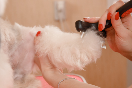 Woman groomer combing dog Shih tzu with wool comb, concept moulting, spring, washing hairの写真素材